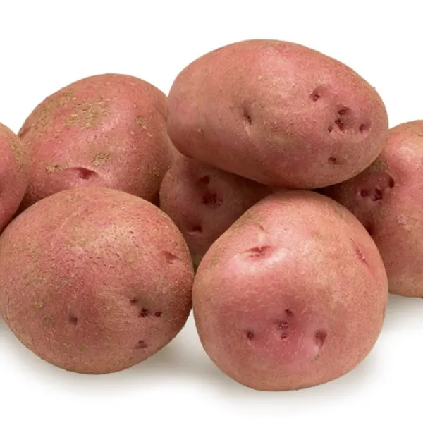 P.D.T Nouvelle Rouge