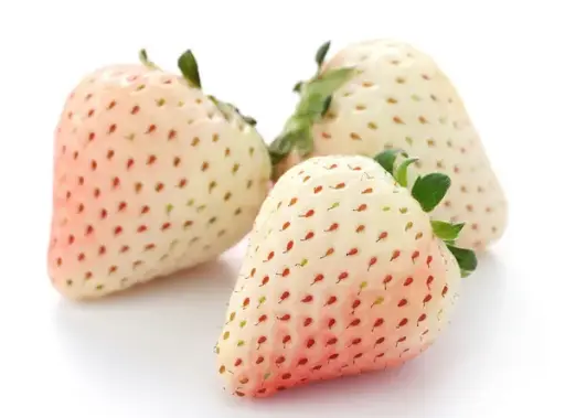 Fraise blanche