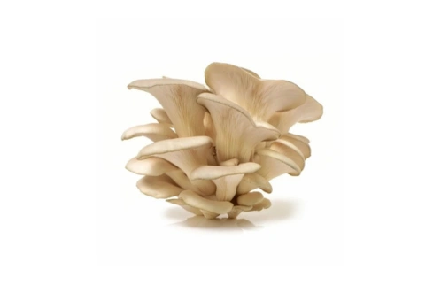 Champignon pleurot