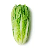 [413] Salade romaine